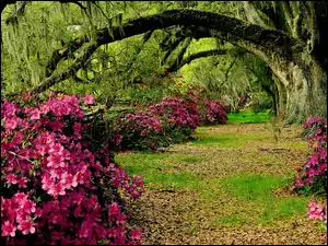 Drzewa, Kwiaty, Różaneczniki, Ogród