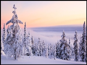 Drzewa, Zima, Śnieg