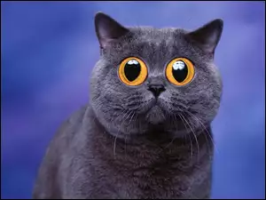 Oczy, Kot, Śmieszne