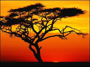 Drzewo, Afryka, Zachód, Słońca