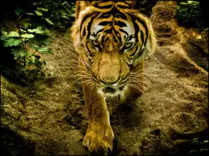 Kot, Tygrys, Łapa