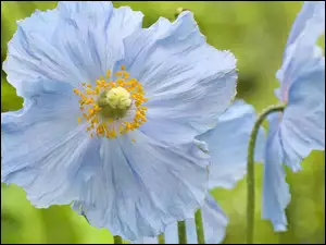 Niebieskie, Kwiatki