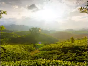 Indie, Plantacja, Herbata, Munnar