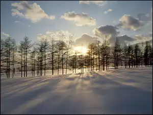 Zima, Drzewa, Przebijające, Światło