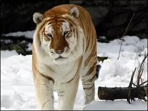 Tygrys, Śnieg, Dziki, Kot