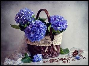 Hortensja, Kosz, Niebieskich, Pełen, Kwiatów