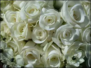 Róż, Bukiet, Białych
