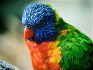 Kolorowa, Papużka