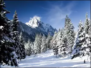 Choinki, Góry, Zima
