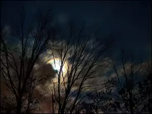 Drzewa, Księżyc, Noc