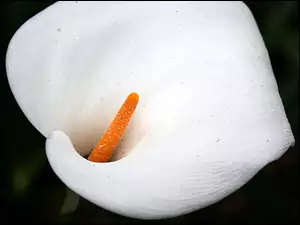Kalia, Kwiat, Biała