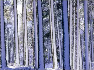 Zima, Las, Drzewa