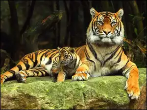 Tygrysy, Skała