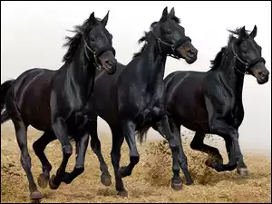 Konie, Trzy, Kare