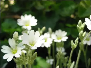 Kwiatuszki, Białe, Polne