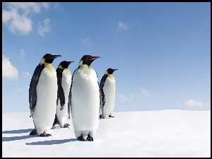 Śnieg, Pingwiny, Niebo