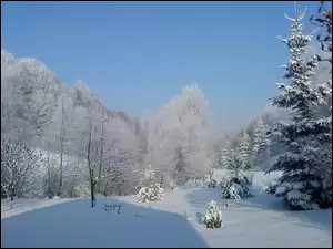 Las, Zima, Śnieg