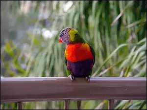 Papuga, Poręcz, Kolorowa