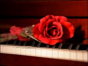 Pianino, Czerwona, Róża