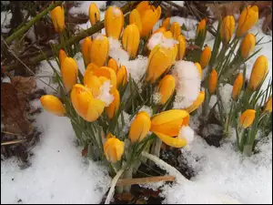 Krokusy, Śnieg, Kwiaty