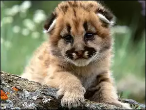 Mała, Puma