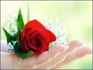 Dłoń, Róża