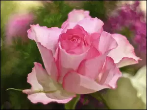 Róża, Piękna, Różowa