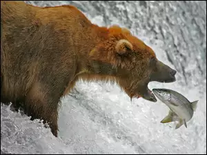 Ryba, Niedźwiedź, Woda