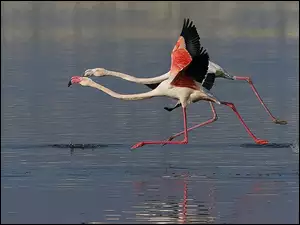 Bieg, Flamingi, Woda