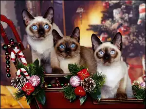 Atmosfera, Trzy, Koty, Piękne, Świąteczna