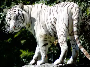 Skała, Biały, Tygrys