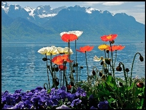 Niebo, Kwiaty, Góry, Jezioro