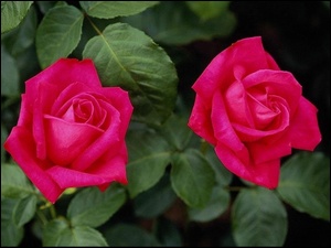 Dwie, Róże, Piękne, Różowe