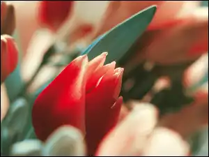Liść, Czerwone, Tulipany