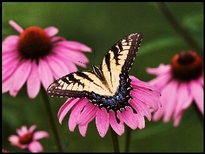 jeżówka, Motyl, kwiat