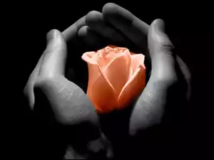 Dłonie, Róża
