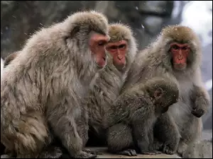 japoński, Małpy, makak