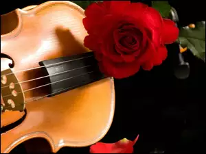 Instrument, Róża, Muzyczny, Czerwona