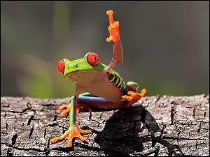 Kolorowa, Żaba