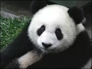 Trawa, Panda, Spojrzenie
