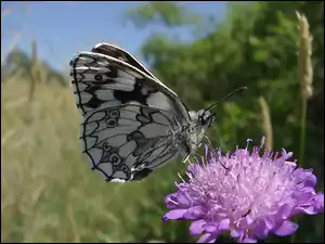 Motyl, Łąka, Polowiec Szachownica, Kwiat