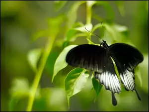 Motyl, Liście, Czarne, Skrzydła