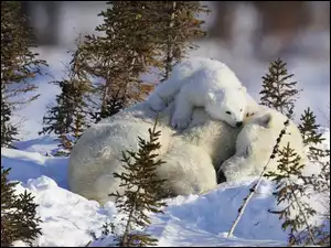 Polarne, Śnieg, Niedźwiedzie