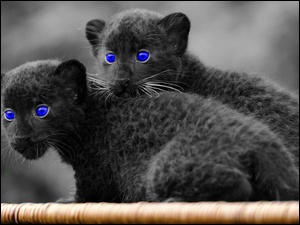 Oczy, Dzikie, Koty, Czarne, Niebieskie