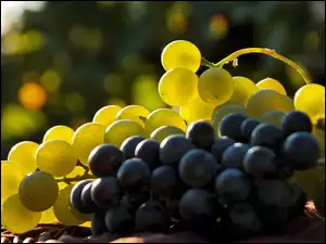 Winogrona, Białe, Czarne
