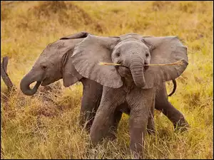 Słonie, Dwa, Małe