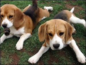 Dwa, Beagle, Urocze, Psiaki