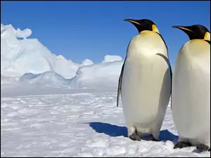 Śnieg, Pingwiny, Lód, Dwa