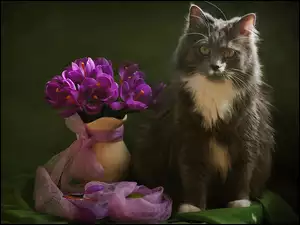 Wazon, Kot, Fioletowych, Bukiecik, Kwiatów