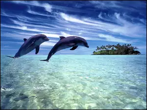 Dwa, Wyspa, Delfiny, Ocean